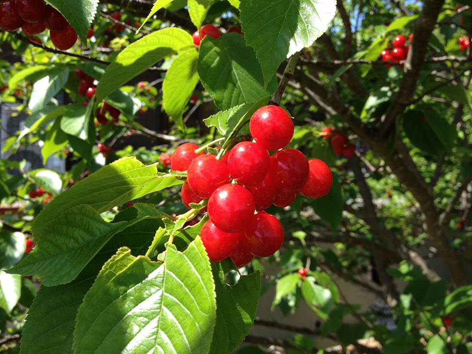 945301_651398998208680_1190435747_n