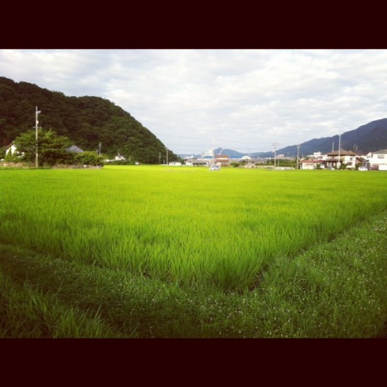 田んぼと海