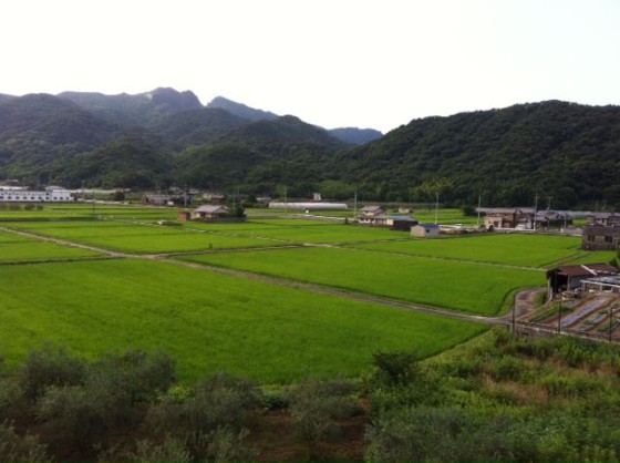 田んぼとオリーブ