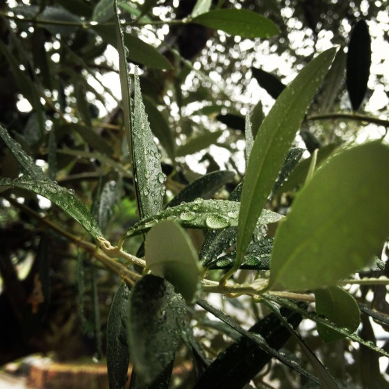 雨とオリーブ