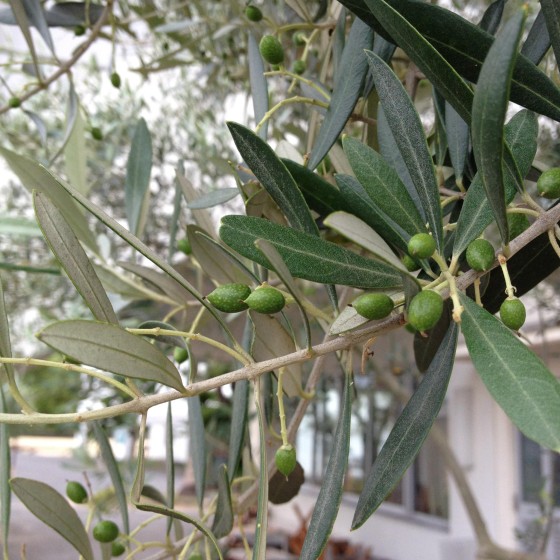 オリーブの赤ちゃん