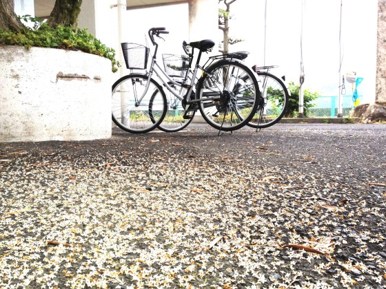 散ったオリーブの花