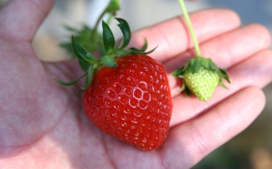 イチゴ栽培 終盤