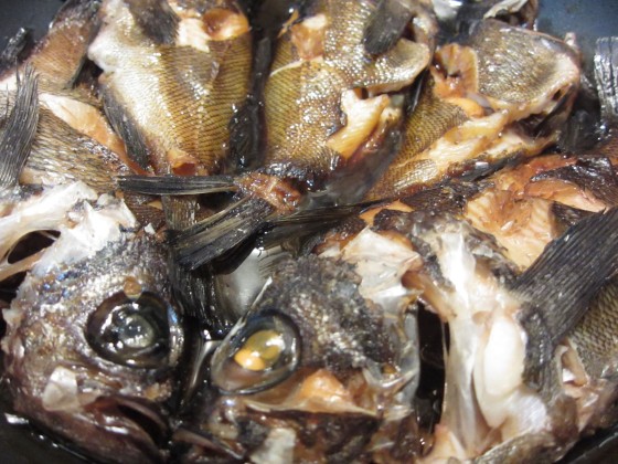 釣りたてメバル