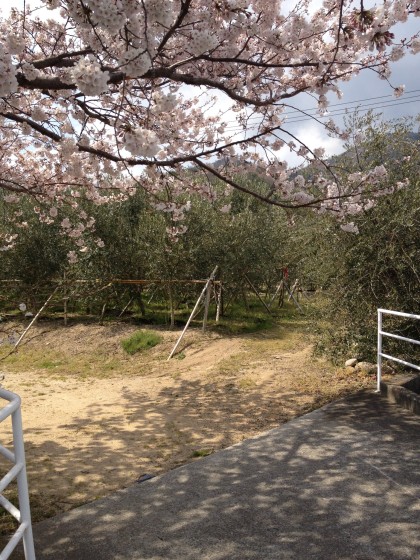 オリーブと桜のツーショット