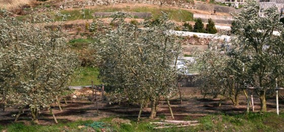 強風とオリーブ