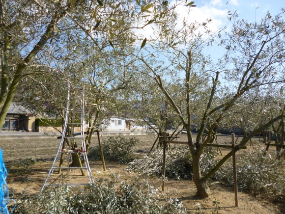 オリーブの木の剪定