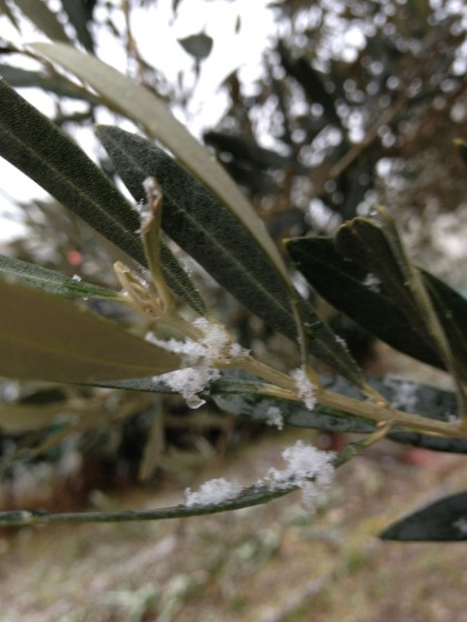 オリーブと雪
