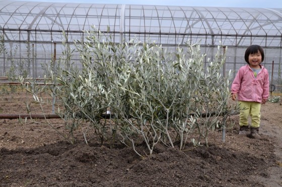 オリーブの植樹