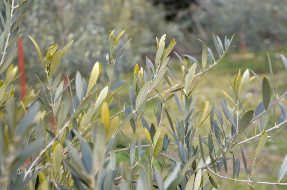 オリーブに新芽