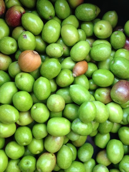 オリーブの収穫