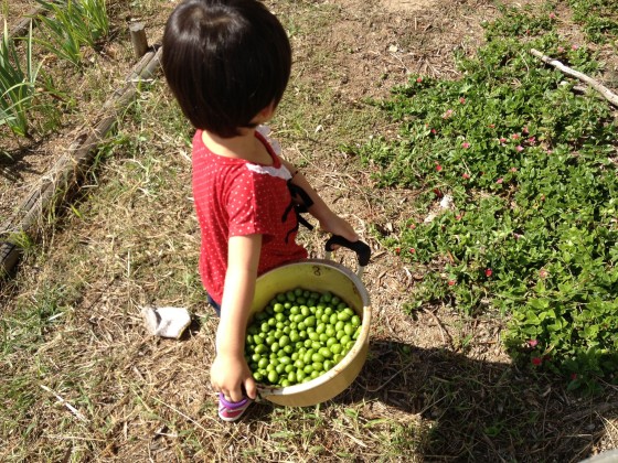 新漬け用のオリーブ収穫中