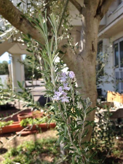 ローズマリーの花