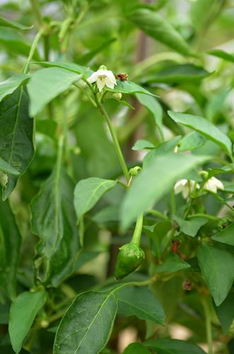 赤ちゃんピーマン と 花