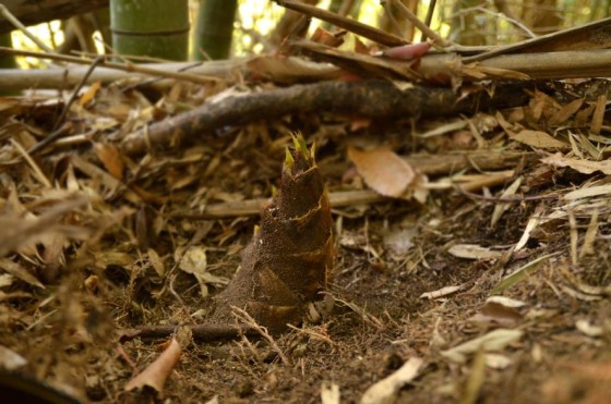 竹の子採り