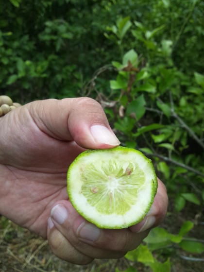 真緑のレモン