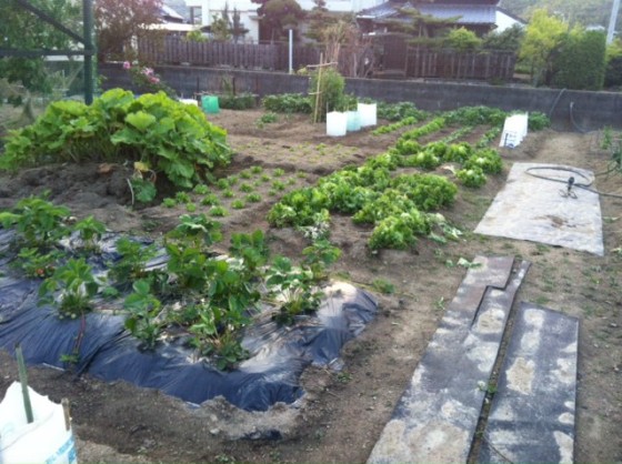 自家菜園
