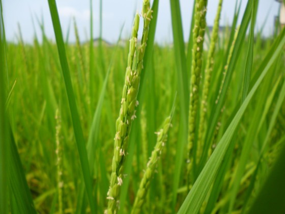 稲