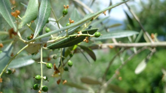 オリーブの赤ちゃん果実