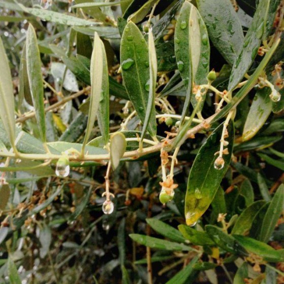 雨したたるオリーブ