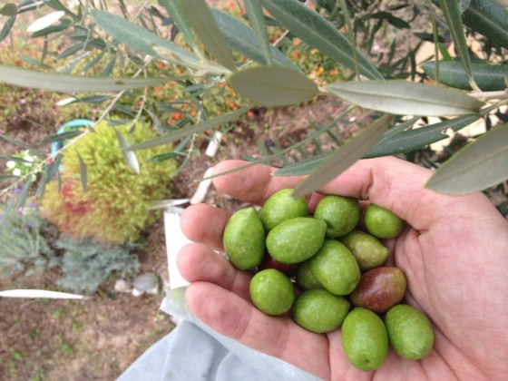 オリーブの収穫季節